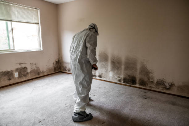 Why You Should Choose Our Mold Remediation Services in Atoka, OK